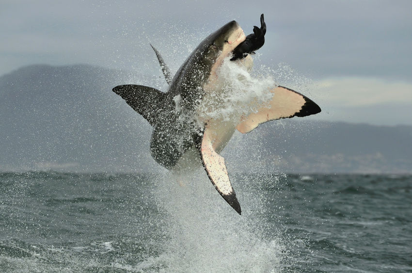 Shark/seal overpopulation strategies test fishermen, environmentalists and beachgoers